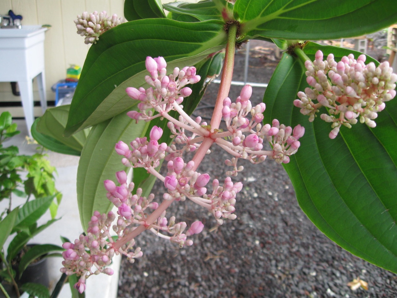 Medinilla cummingii.jpg