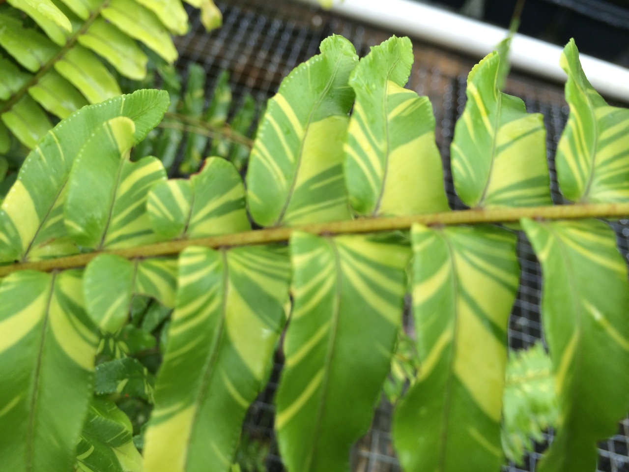 Nephrolepis exaltata variegata ‘Tiger’-2.jpg