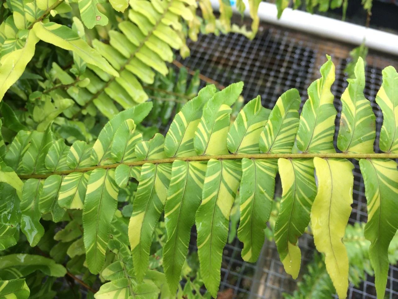 Nephrolepis exaltata variegata Tiger  Vintage Green Farms with Tom  Piergrossi