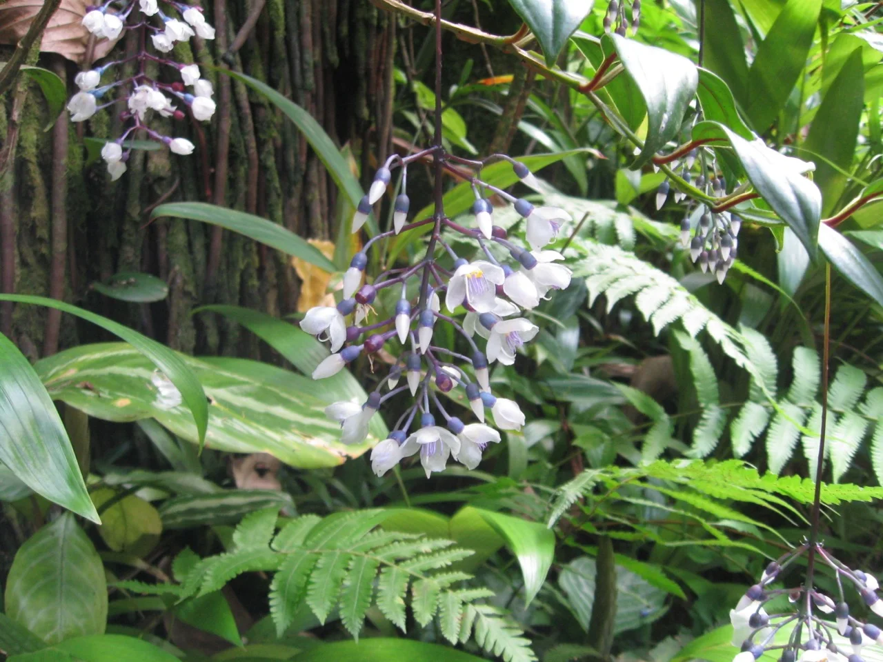 Medinilla alata (M. crassata).jpg