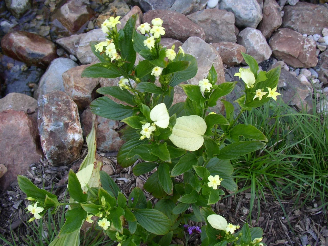 Mussaenda luteola.jpg