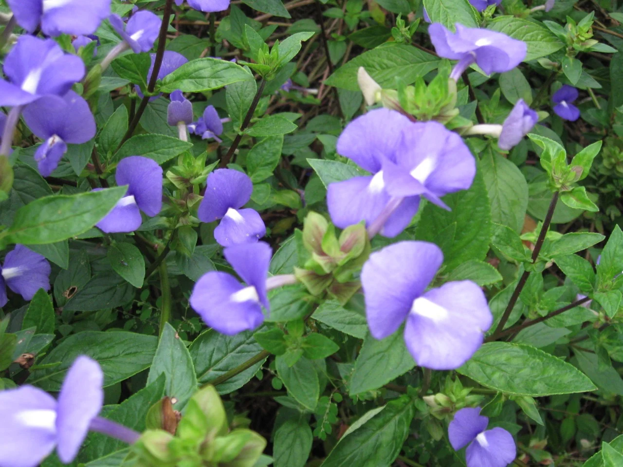 Otacanthus azureus-3.jpg