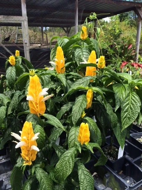 Pachystachys lutea-2.jpg