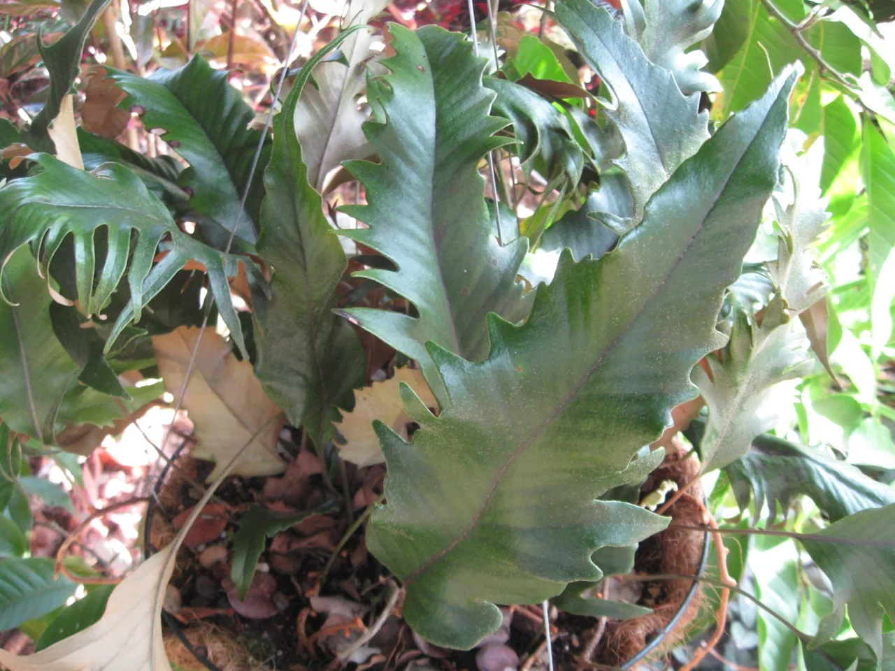 Pyrrosia lingua 'Hiryu'.jpg