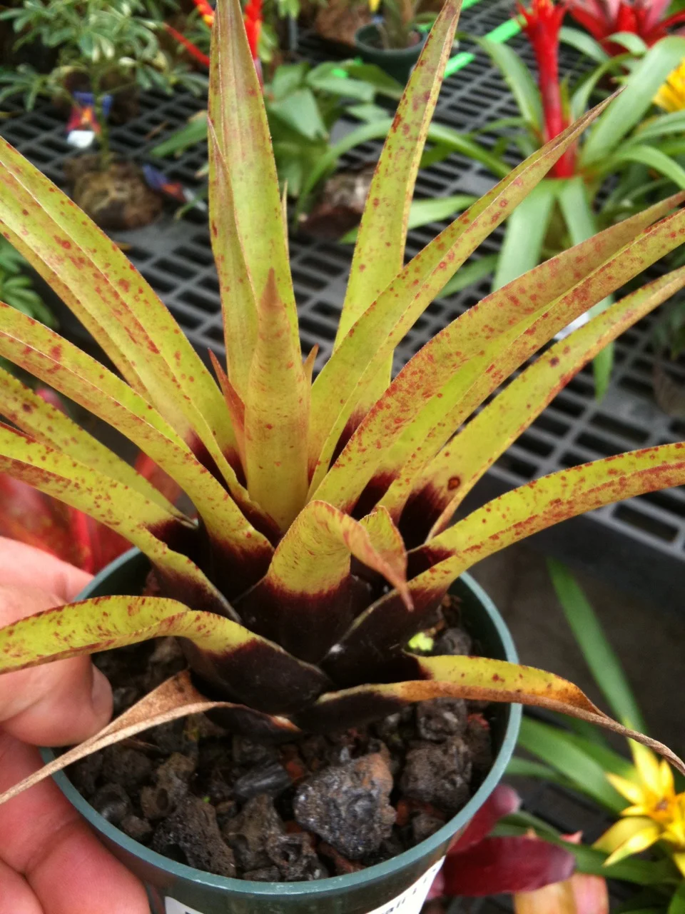 efeu mit anderen pflanzen im topf Efeu | Hedera helix 'Green Ripple'