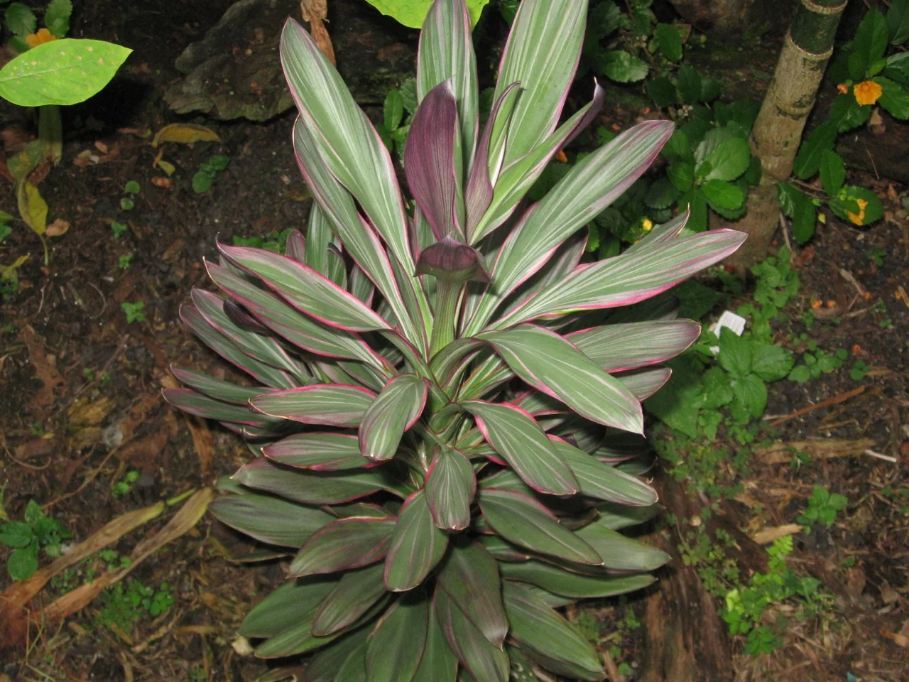 Cordyline glauca 'Pink Joy' ??? Vintage Green Farms with Tom Piergrossi