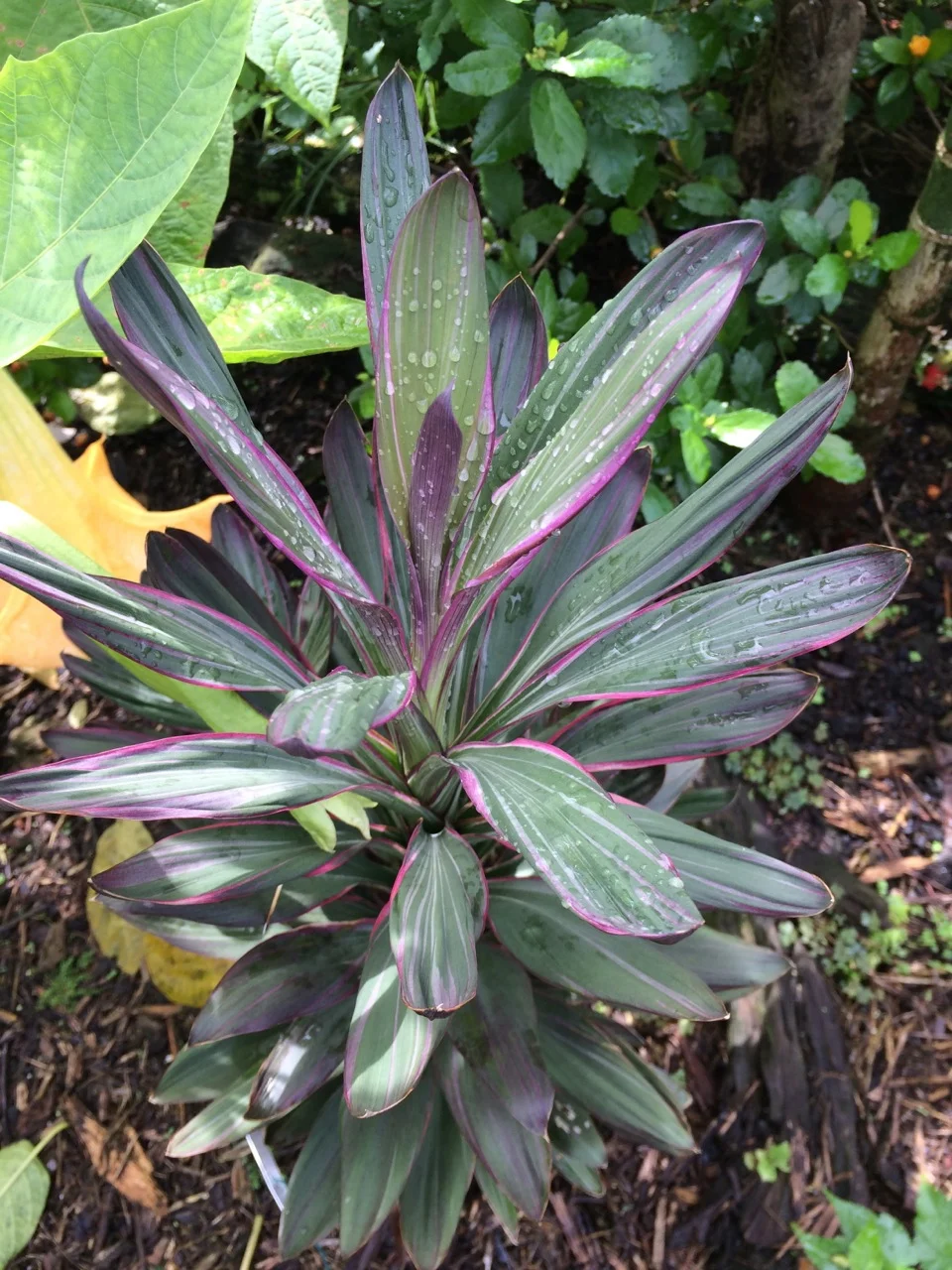 Cordyline glauca 'Pink Joy'.jpg