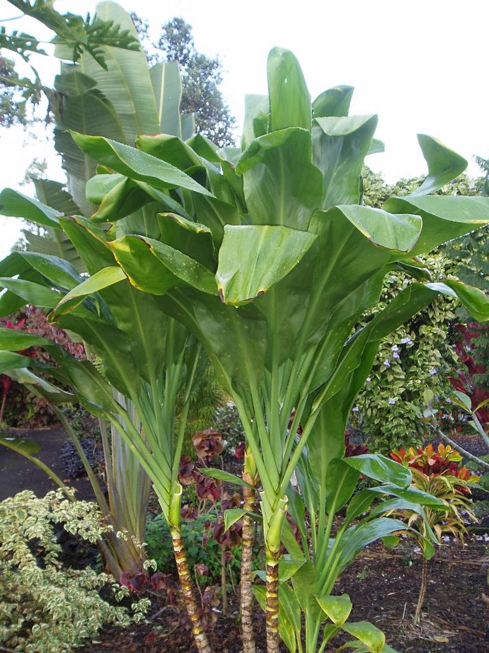 Cordyline terminalis — Vintage Green Farms with
