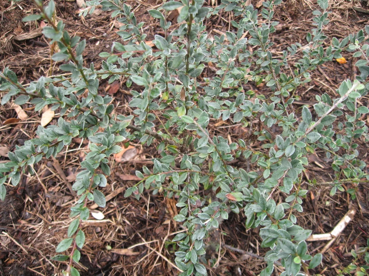 Cotoneaster buxifolius glaucophyllus.jpg