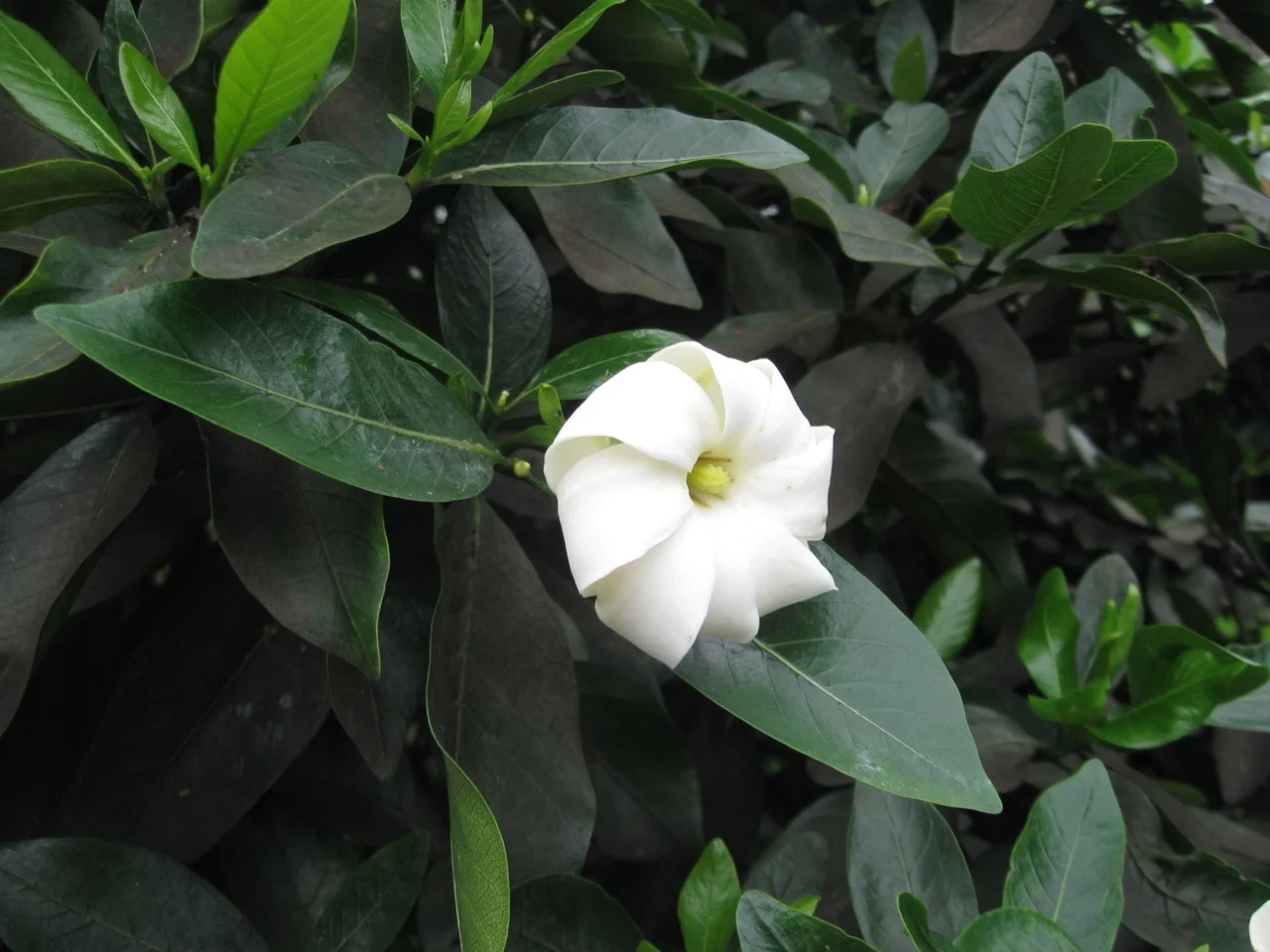 Gardenia brighamii.jpg