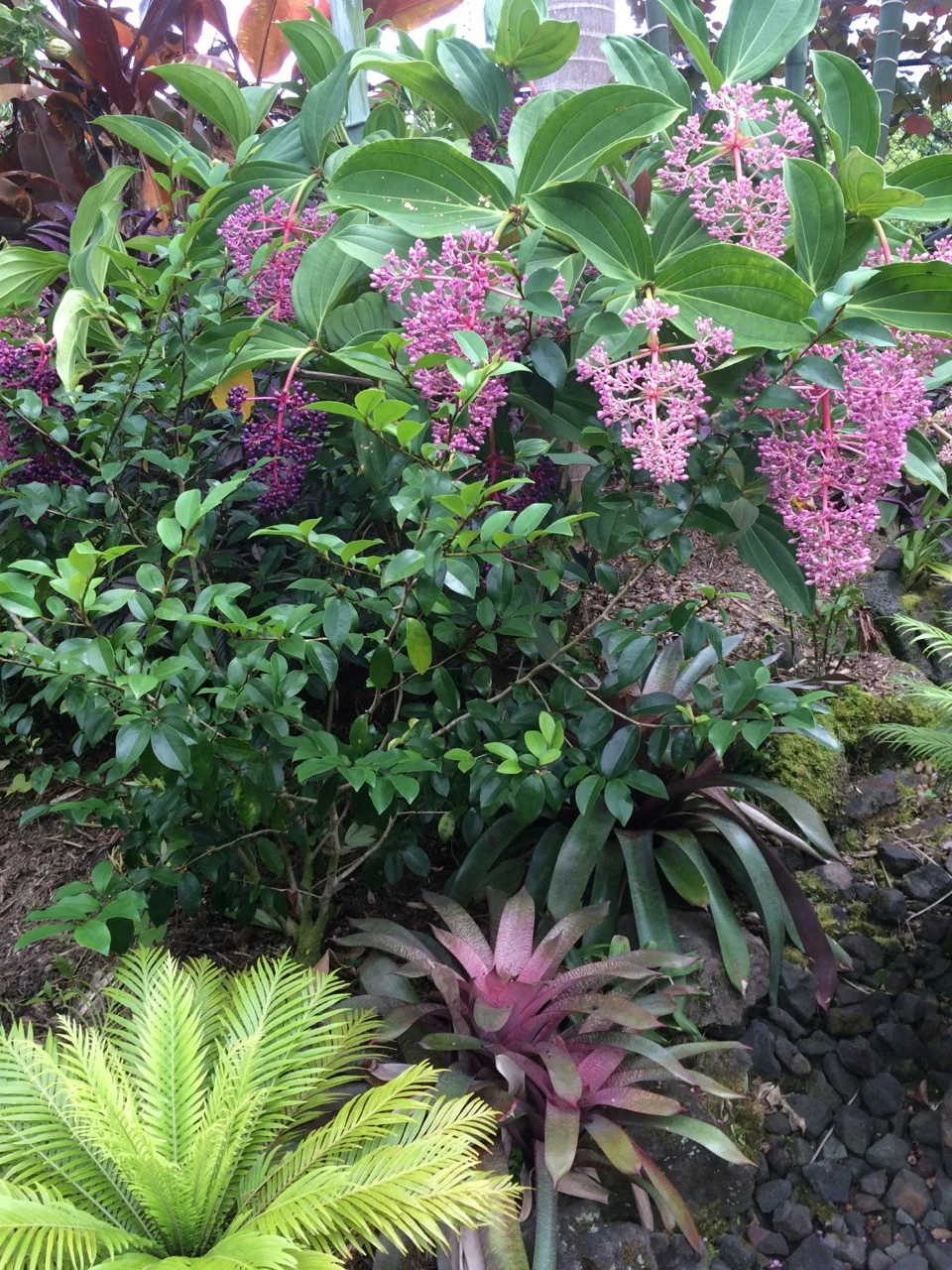 Medinilla cummingii-4.jpg