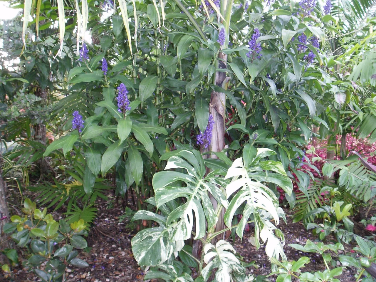 Monstera deliciosa borsigiana variegata  Vintage Green Farms with Tom  Piergrossi