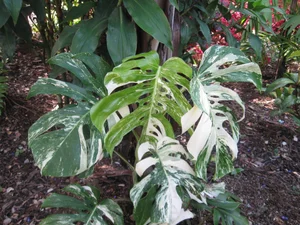 monstera indonesian marble variegata Monstera adansonii Mint