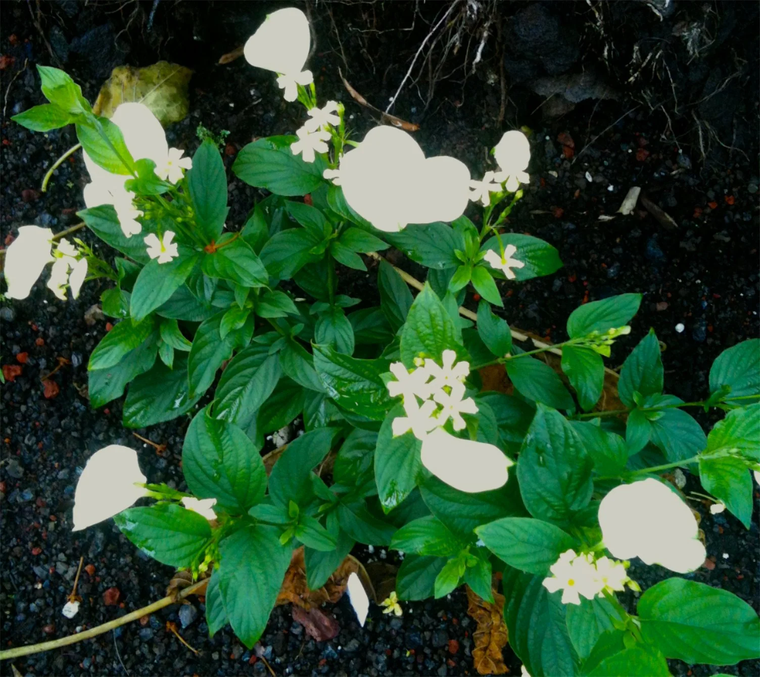 Mussaenda luteola-2.jpg