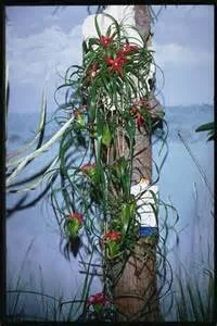 Neoregelia pendula.jpg
