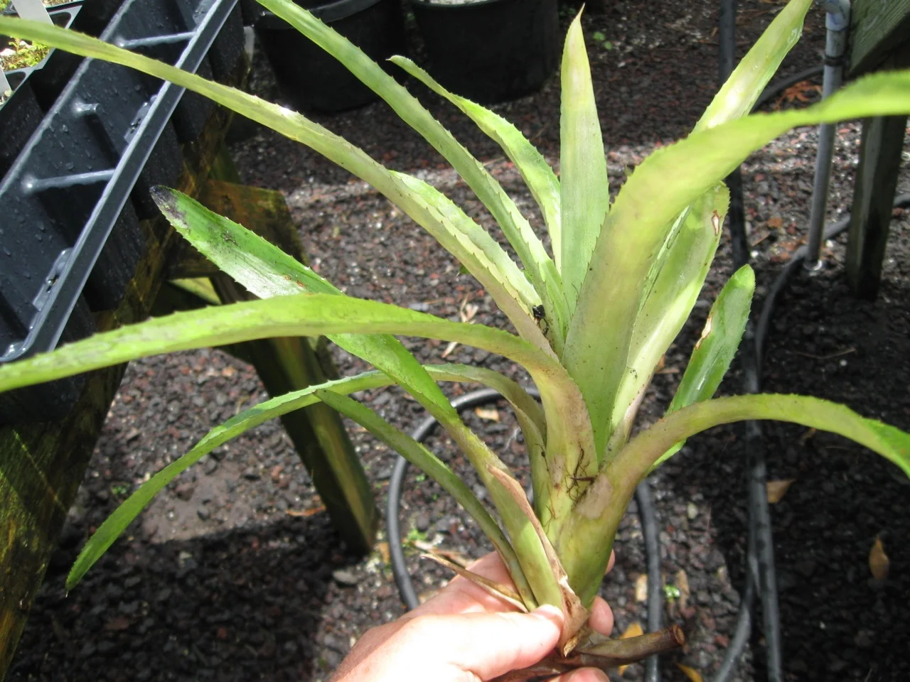 Neoregelia pendula v. brevifolia.jpg