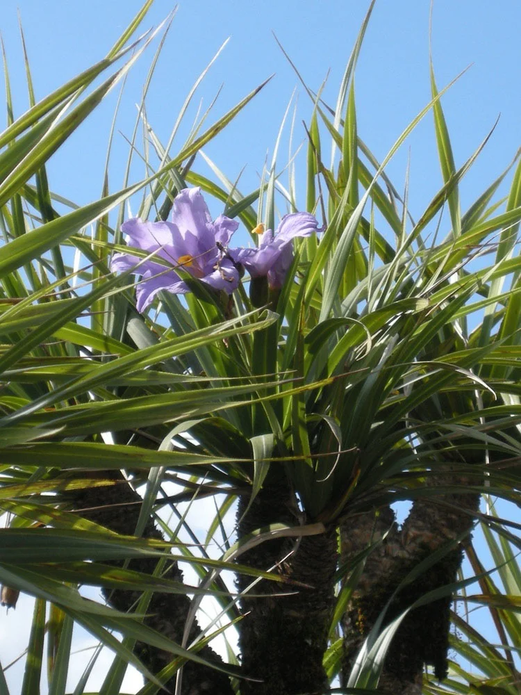 Vellozia gigantea.jpg