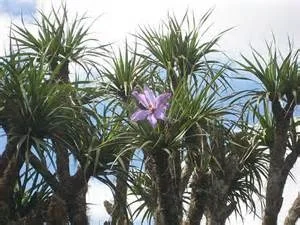 Vellozia gigantea3.jpg
