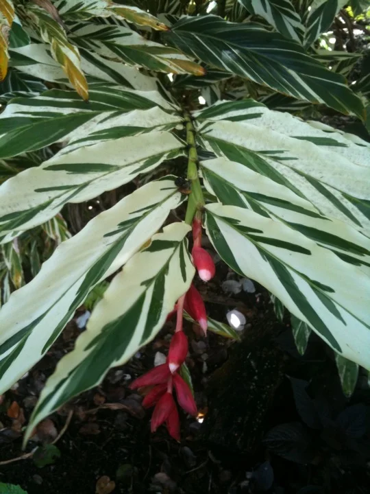 Alpinia sanderae (A. vittata)-3.jpg