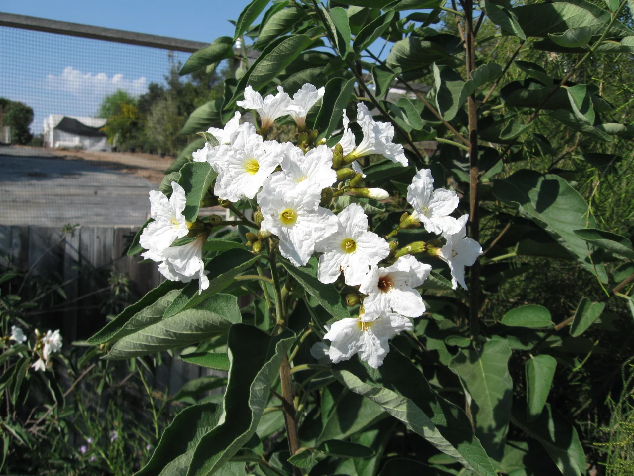 cordia_boissieri-2.jpg