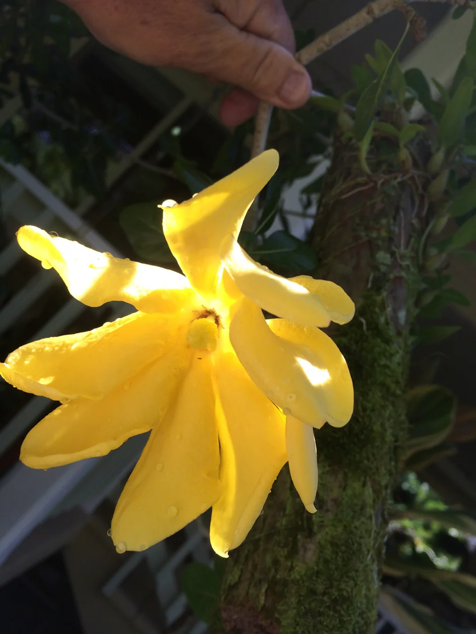 Gardenia volkensii.jpg