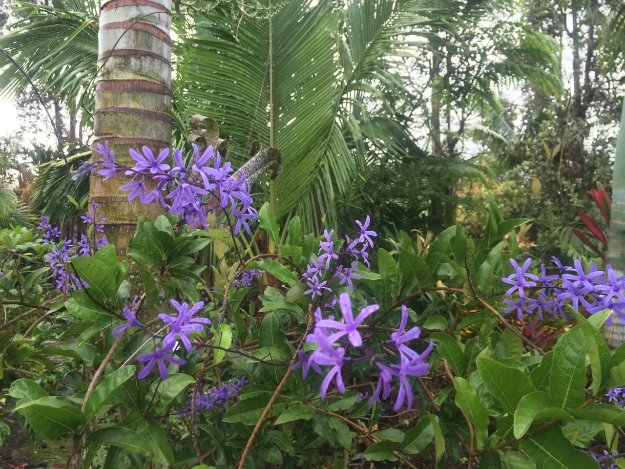 Petrea volubilis.jpg
