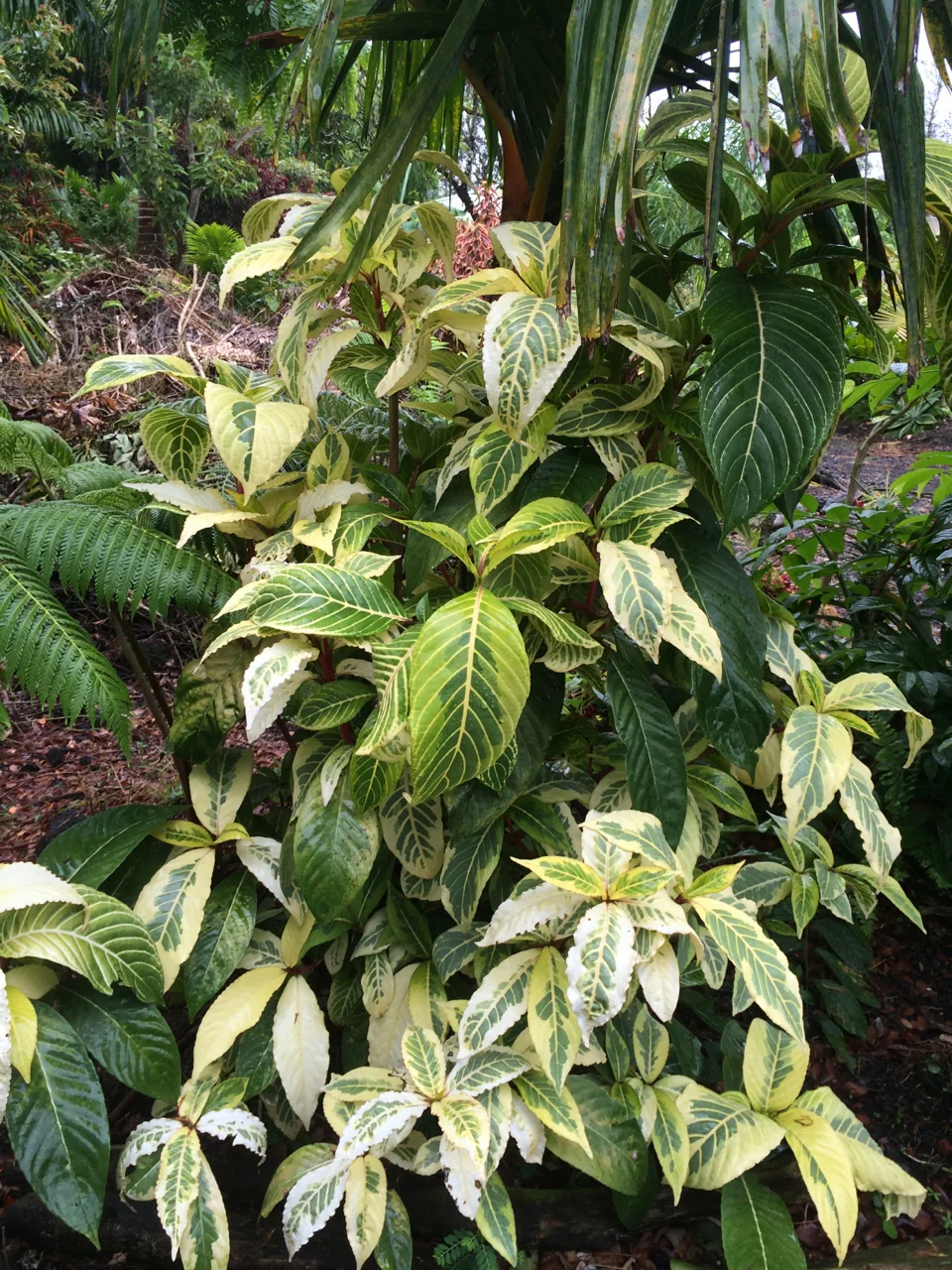Sanchezia nobilis 'Singapore Gold'.jpg