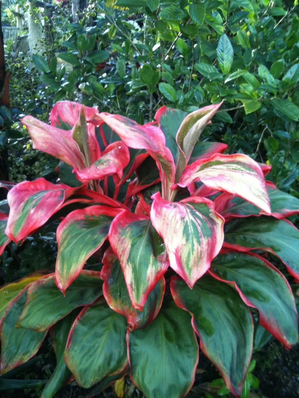 Cordyline terminalis 'Paradise Orange'.jpg