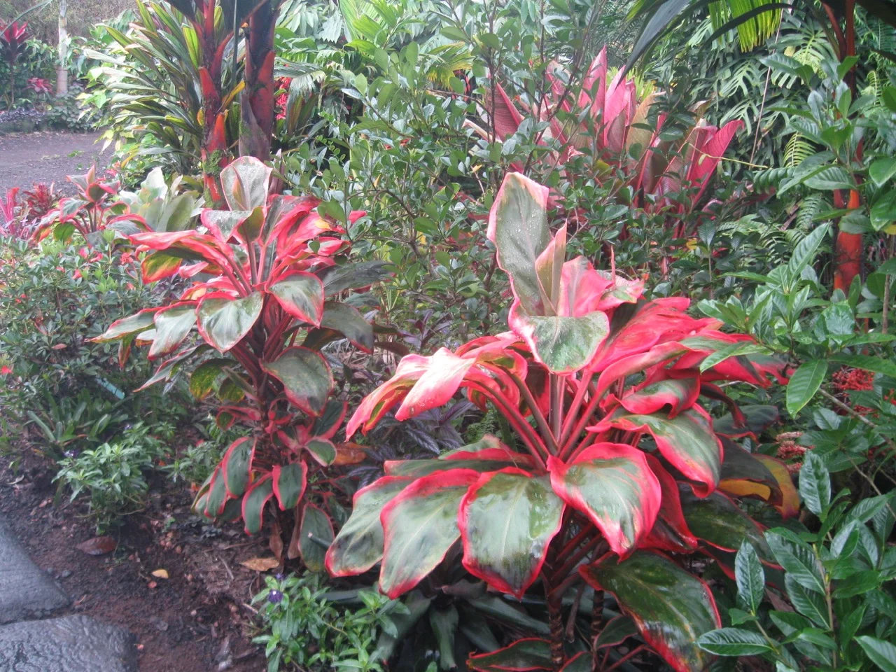 Cordyline terminalis 'Paradise Orange'-2.jpg