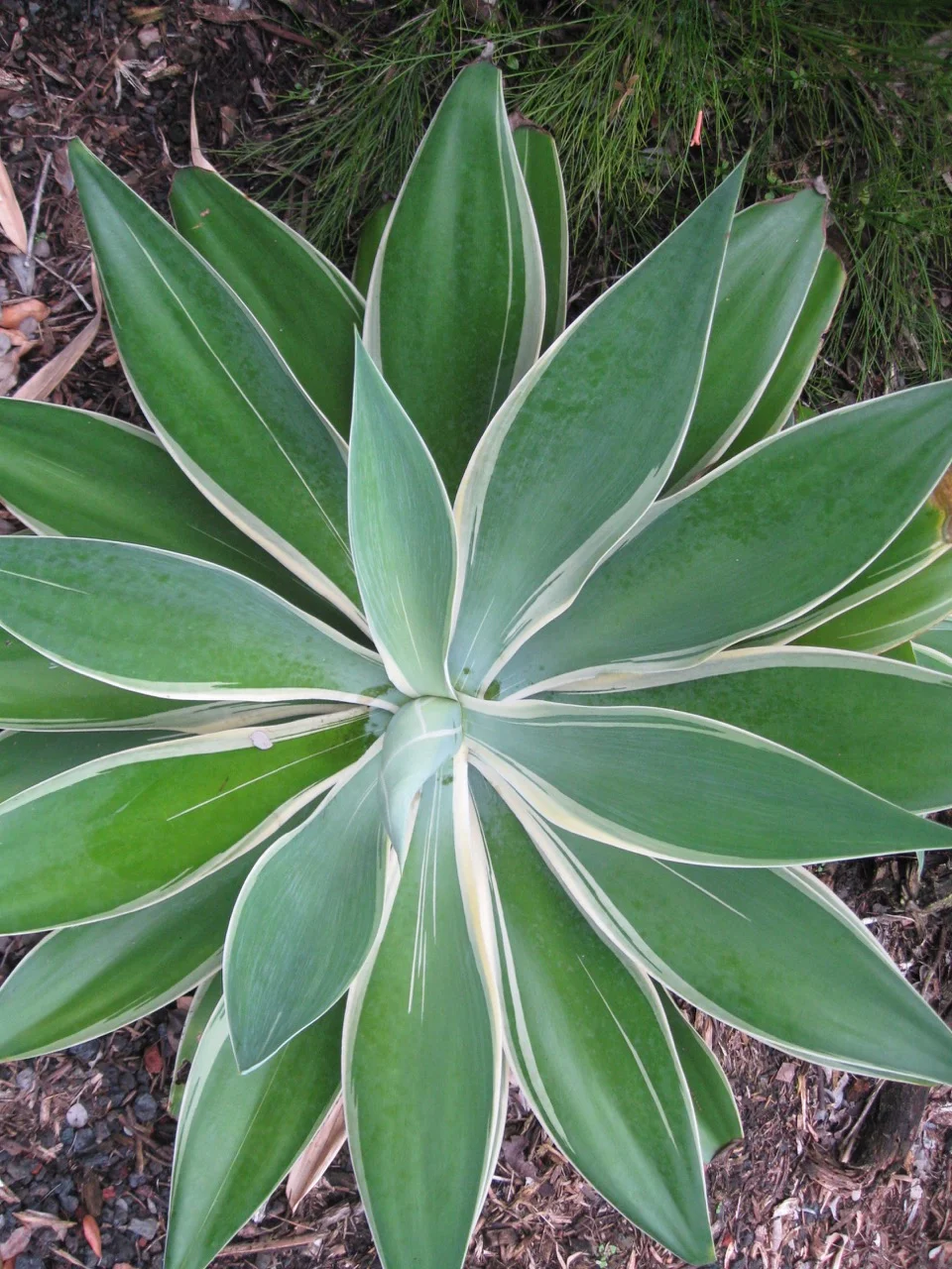 Agave attenuata albo marginata.jpg
