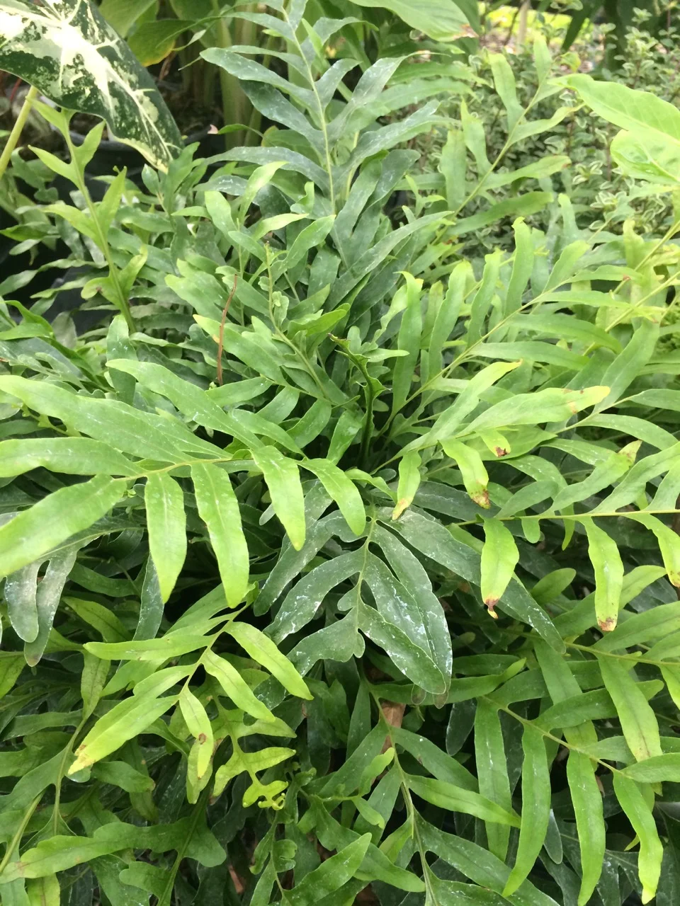 Aglaomorpha robertsii.jpg