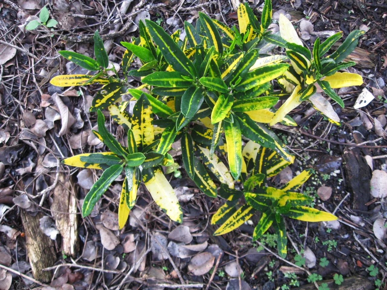 Codiaeum 'Banana'.jpg