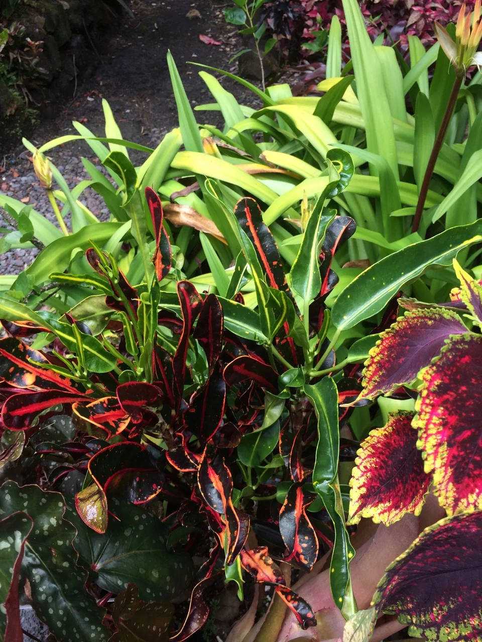 Codiaeum 'Coral Shower'.jpg