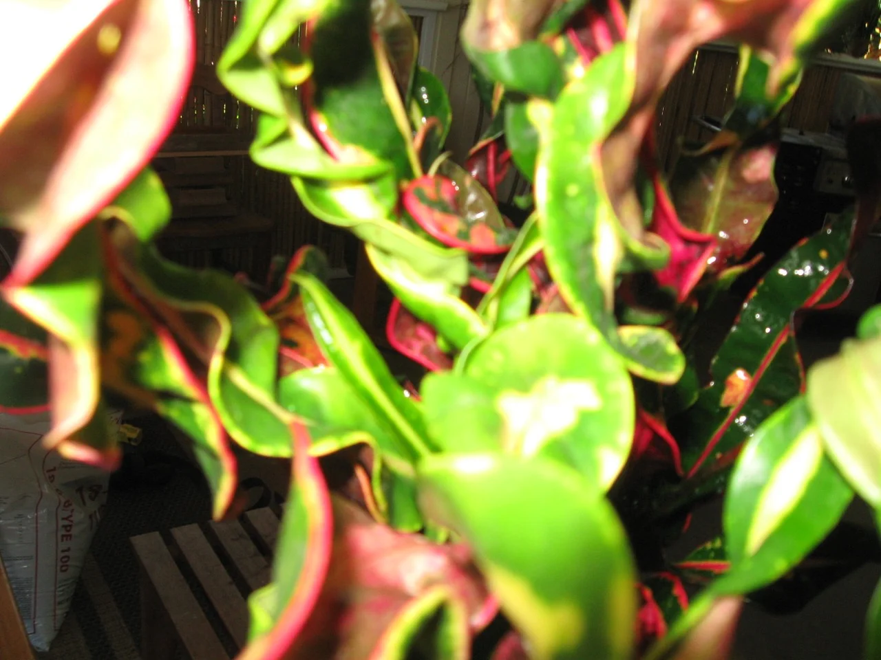 Codiaeum 'Coral Shower' Croton.jpg