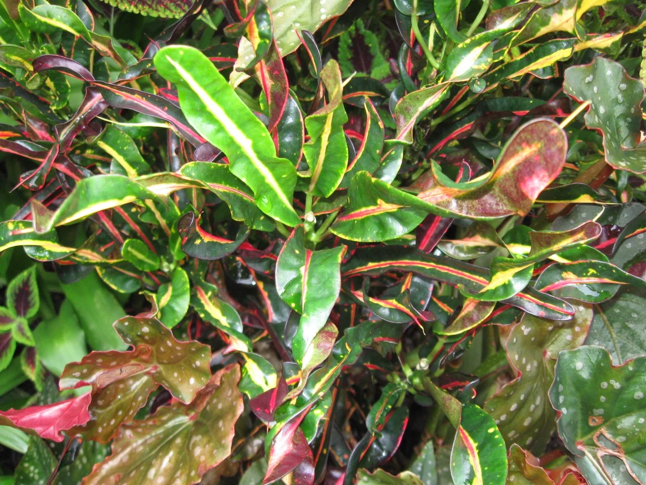 Codiaeum 'Coral Shower' Croton-2.jpg