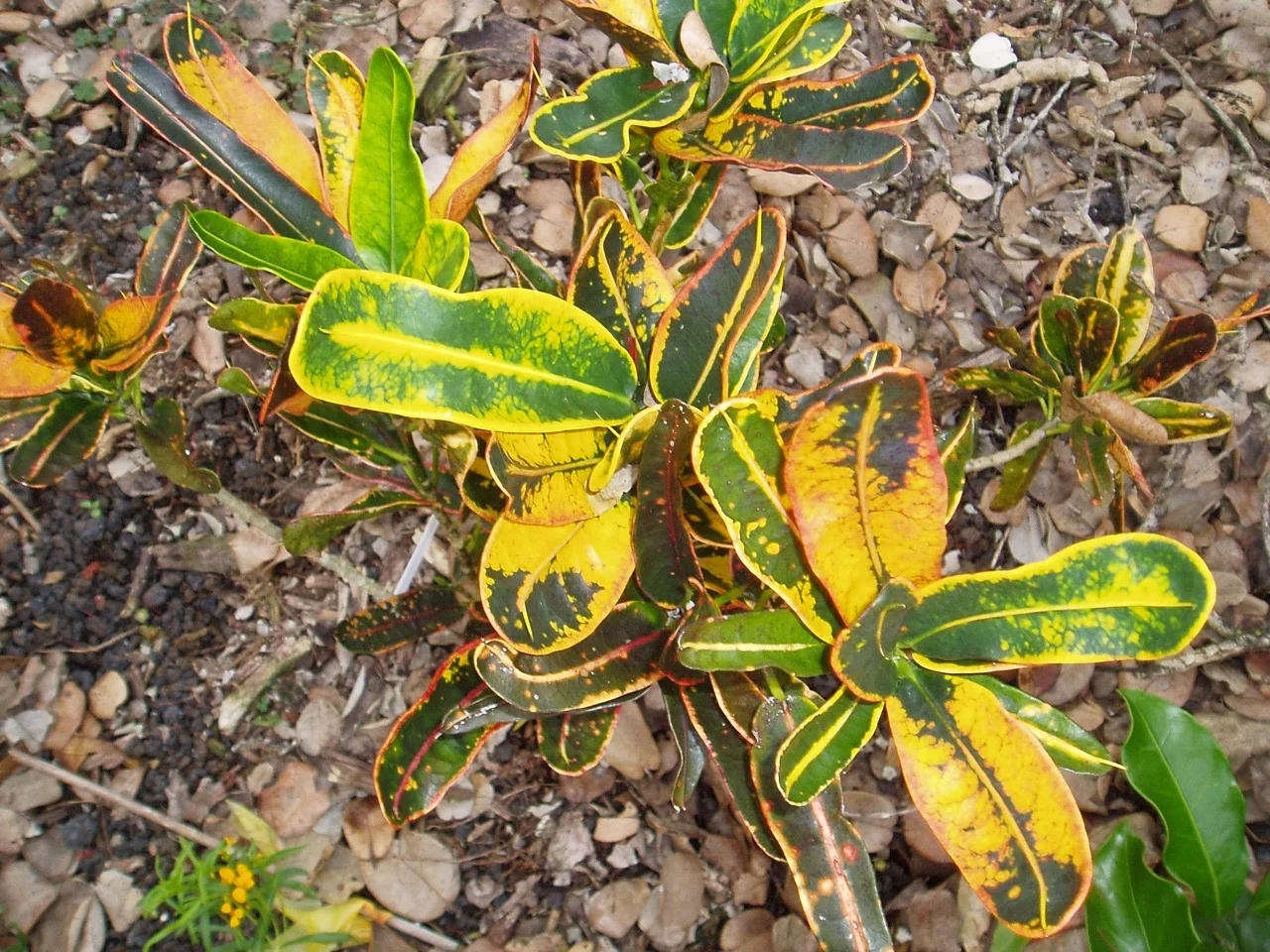 Codiaeum 'Pappey'.jpg