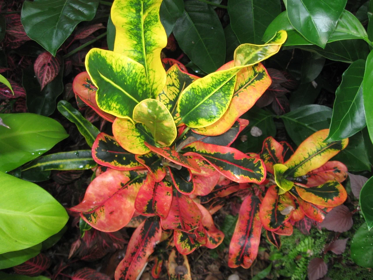 Codiaeum 'Pappey'.jpg