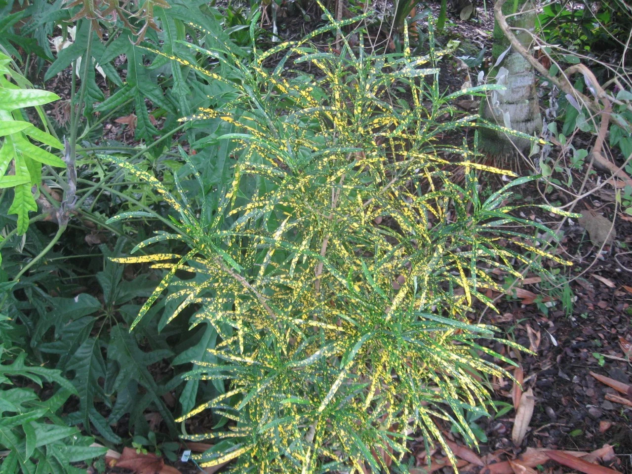 Codiaeum 'Punctatum'.jpg