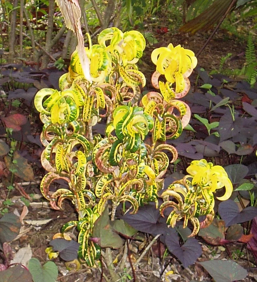 Codiaeum 'Ram's Horn' (yellow).jpg