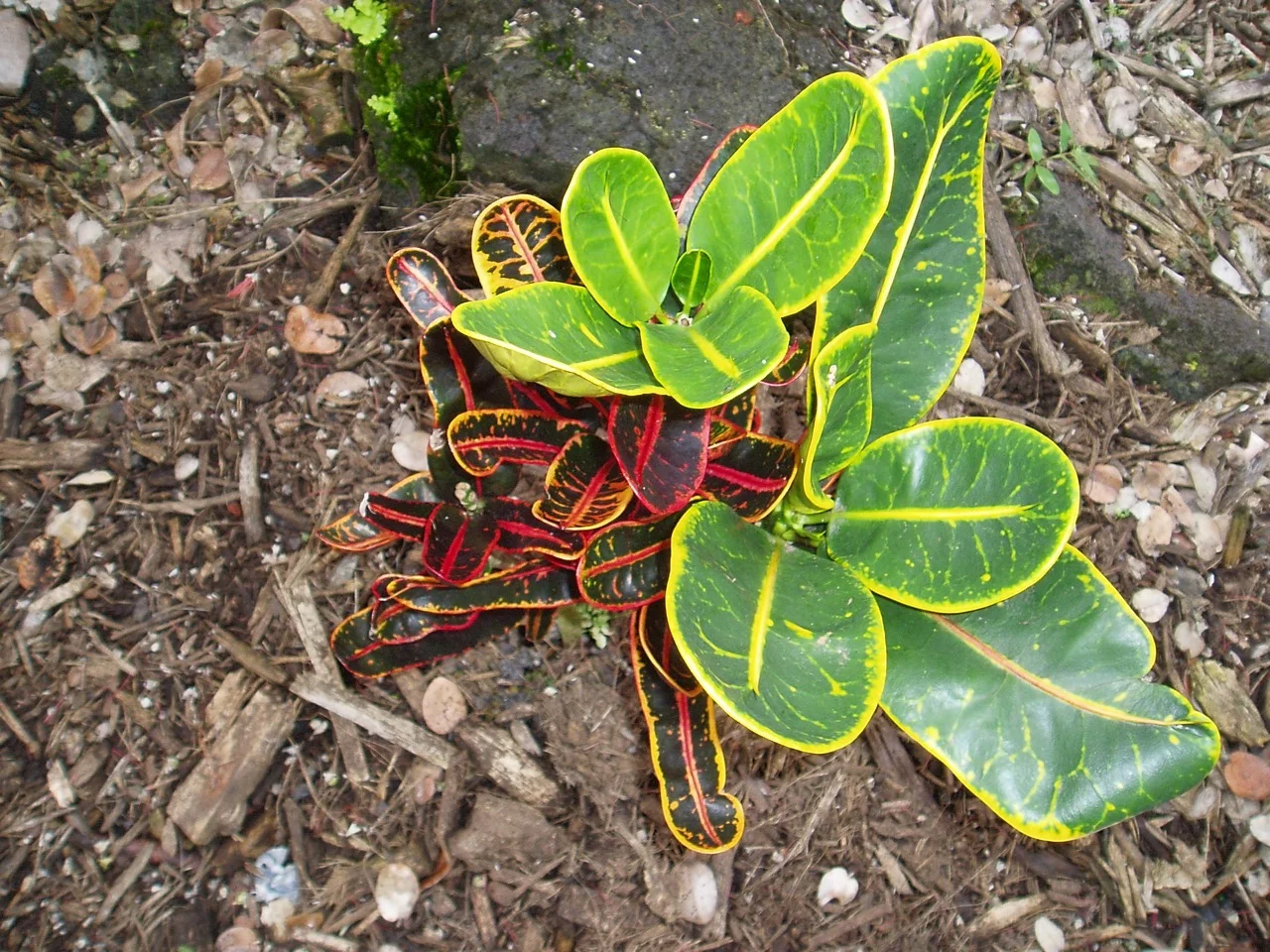 Codiaeum 'Red Banana' croton.jpg