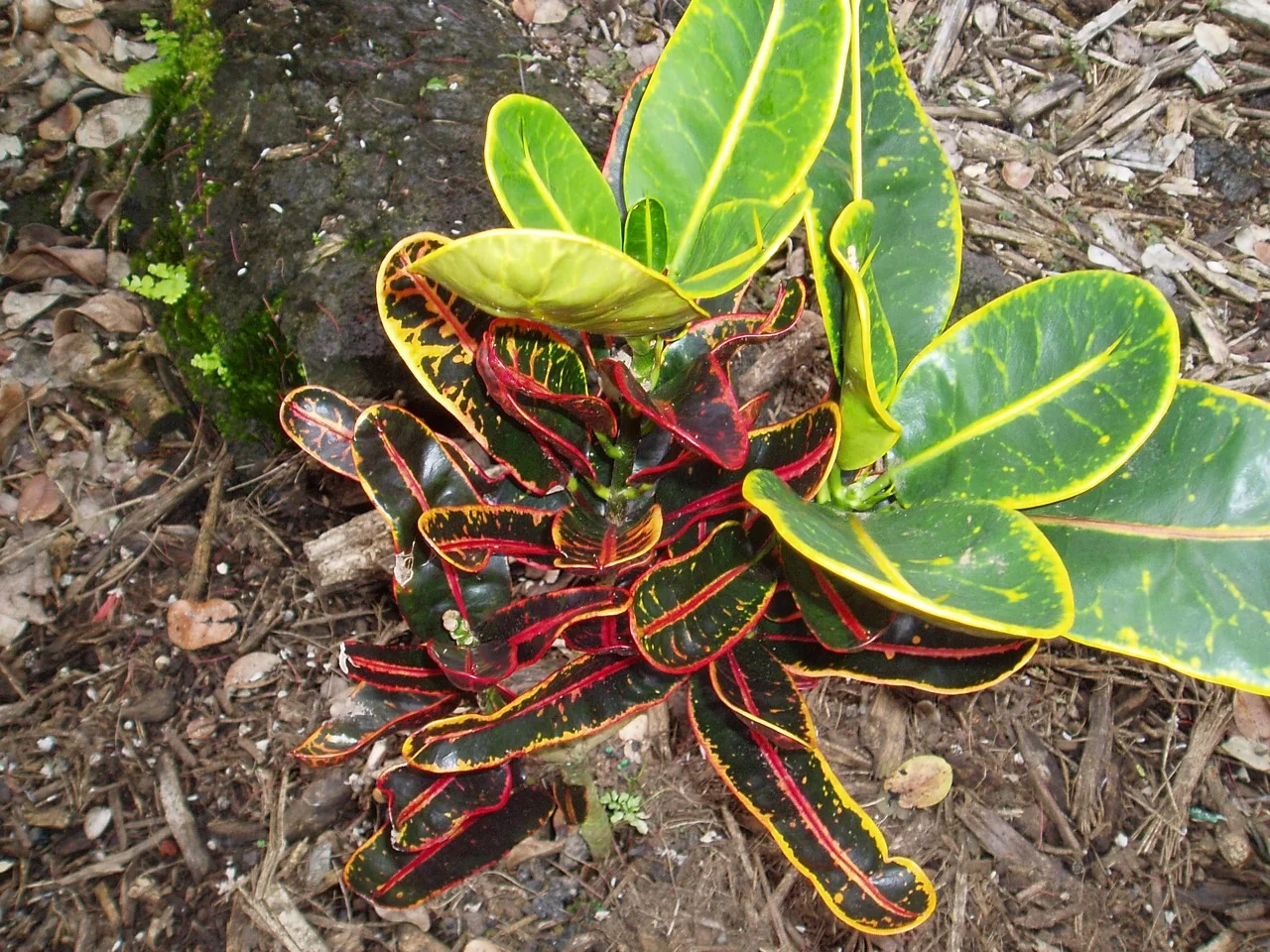 Codiaeum 'Red Banana' croton-2.jpg