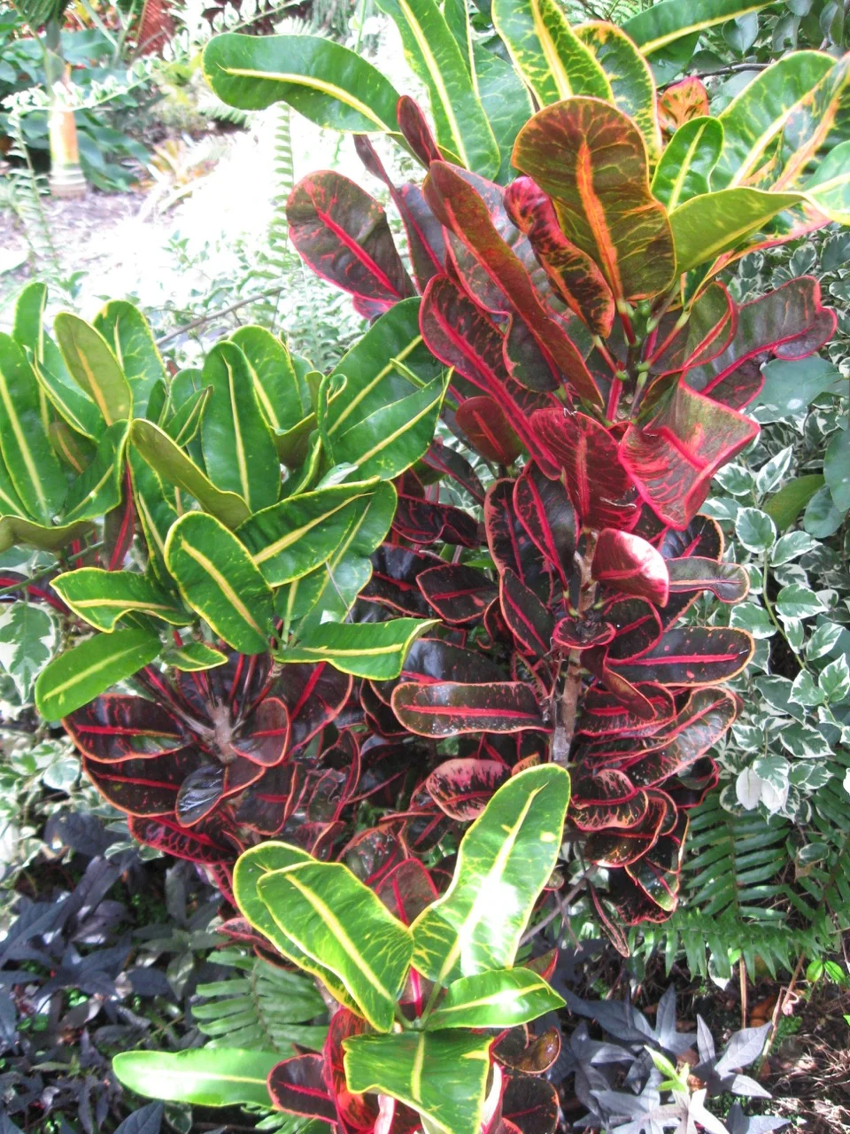 Codiaeum 'Red Banana'.jpg
