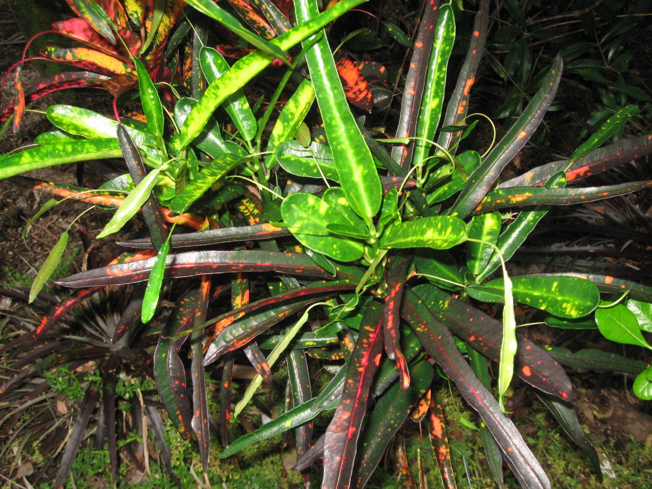 Codiaeum Appendiculatum Halloween Vintage Green Farms With Tom codiaeum-appendiculatum-halloween-vintage-green-farms-with-tom