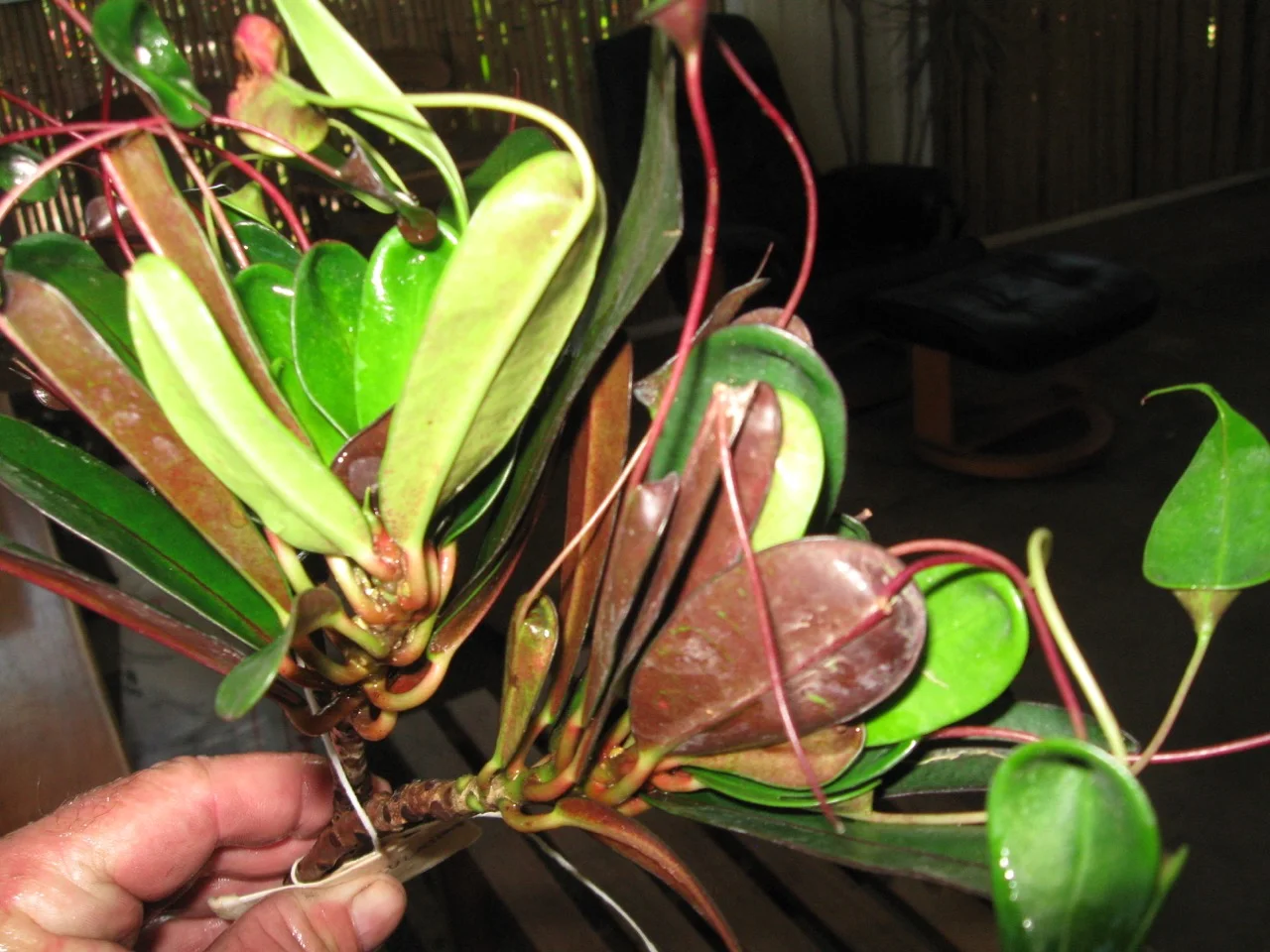 Codiaeum Appendiculatum Halloween Vintage Green Farms With Tom codiaeum-appendiculatum-halloween-vintage-green-farms-with-tom