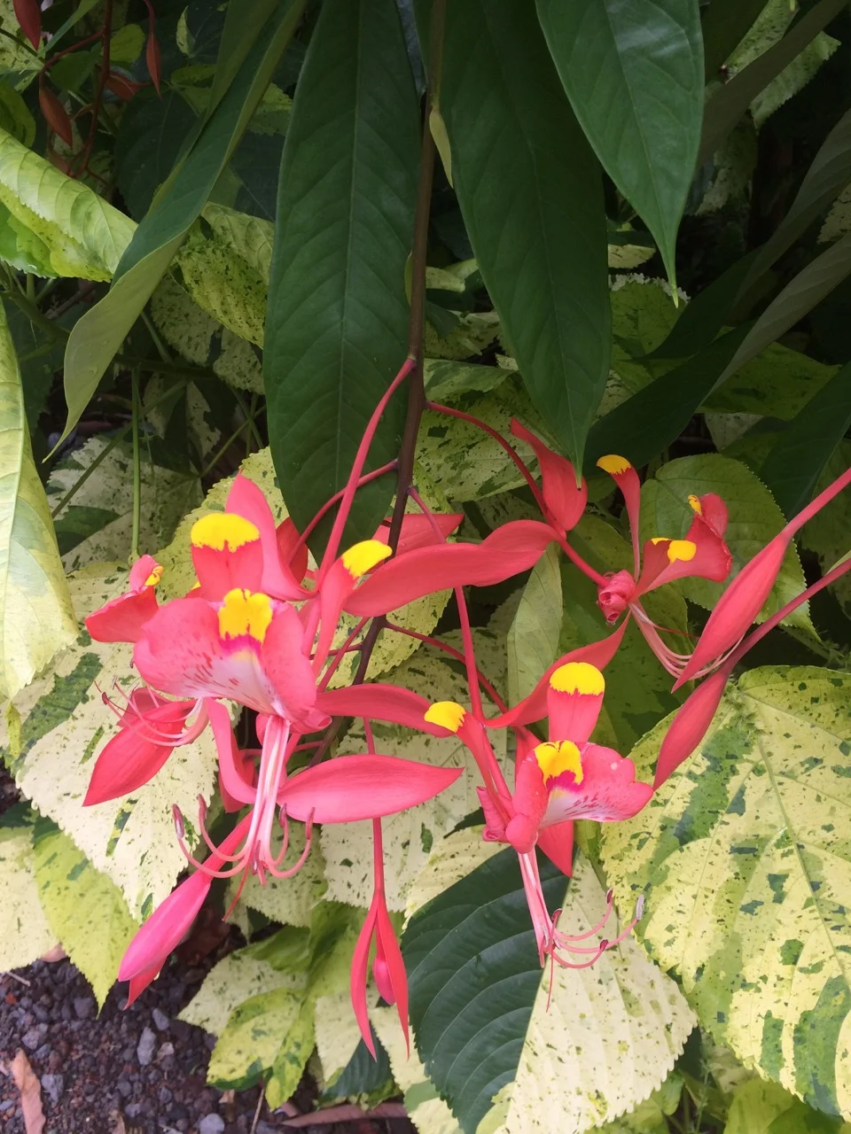 Amherstia nobilis-2.jpg
