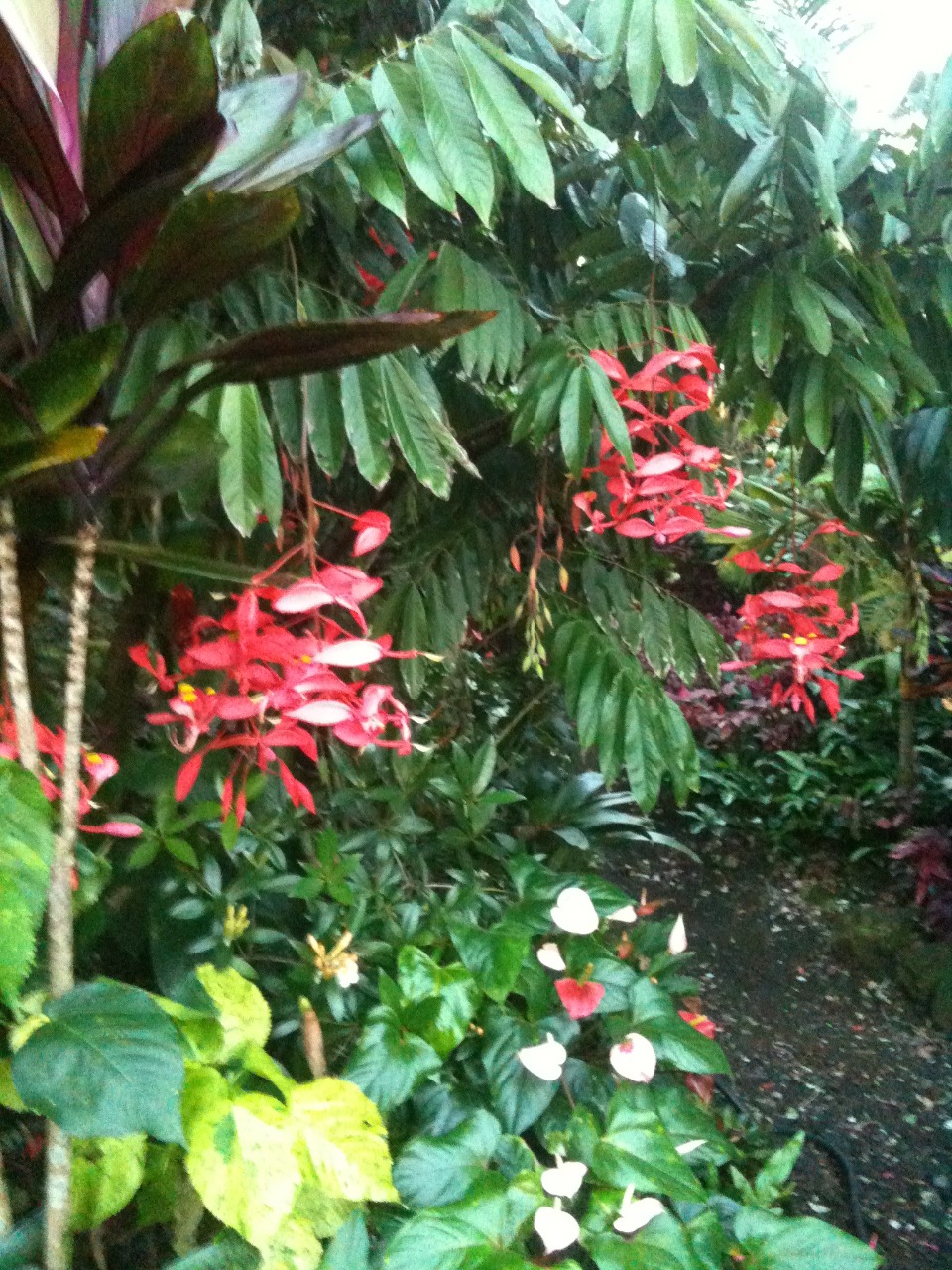 Amherstia nobilis.jpg