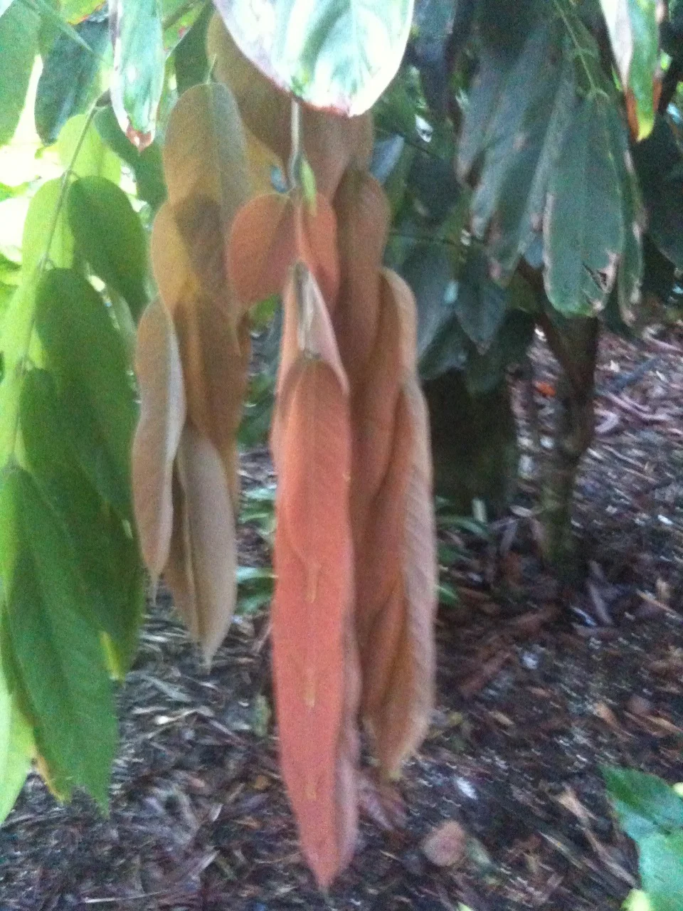 amherstia_nobilis-2.jpg