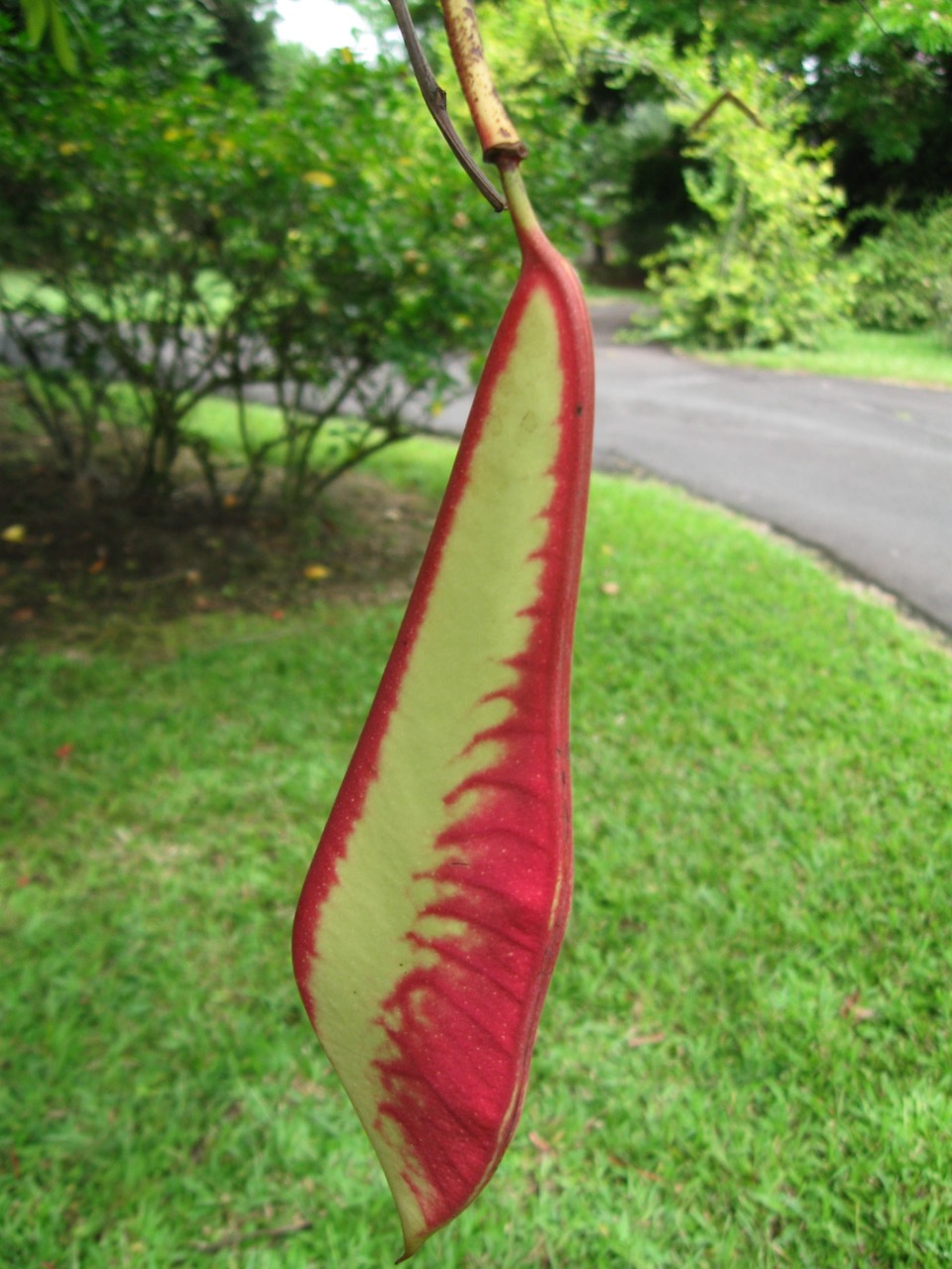 amherstia_nobilis.jpg