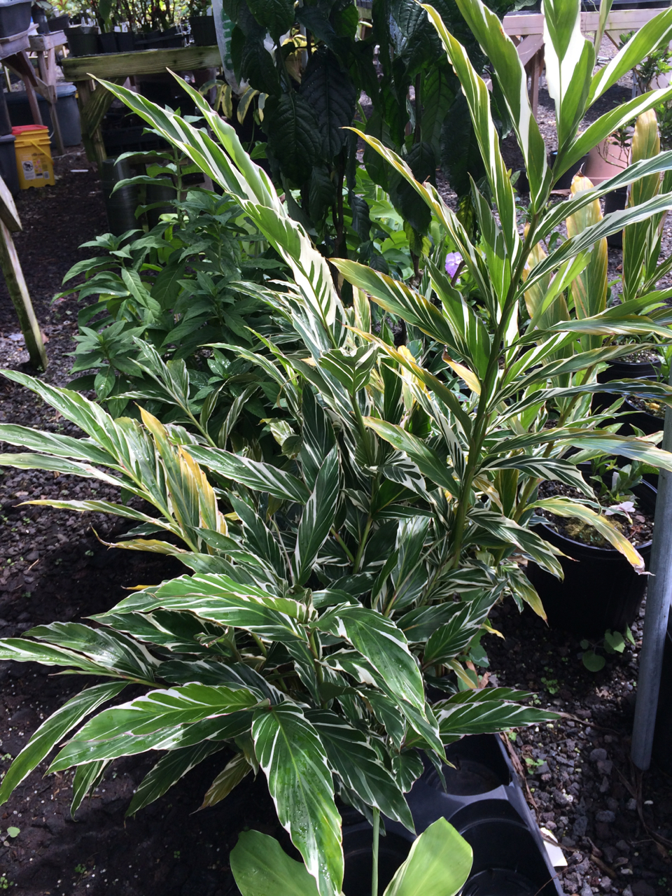 Alpinia sanderae (A. vittata)  Vintage Green Farms with Tom Piergrossi