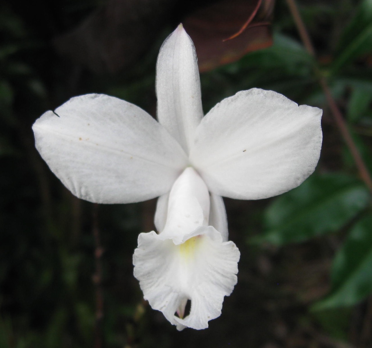 Arundina bambusifolia 'White'.jpg
